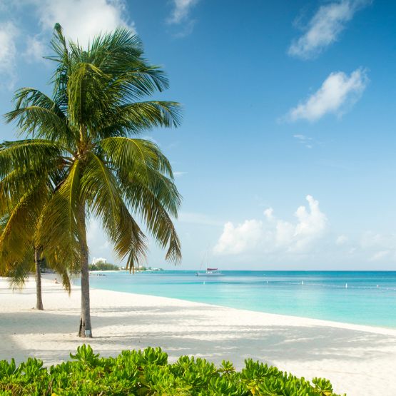 Palm tree on beach