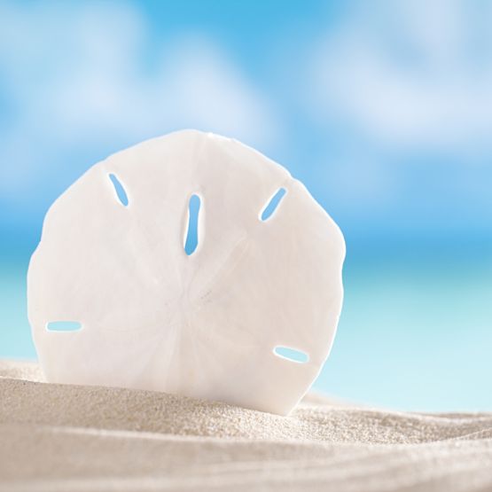 Sand dollar in the sand