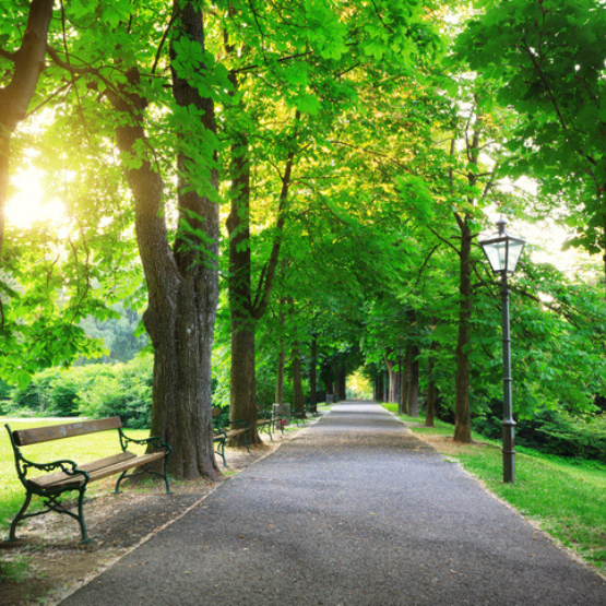 Tree-lined walkway in park